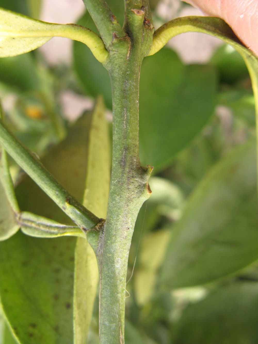              First year twig (Winter Haven, FL)       